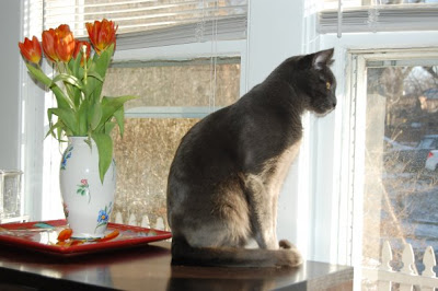 This guy's just worried about his Whiskas.